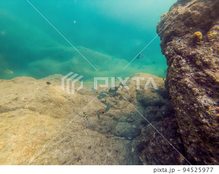 Underwater landscape background with corals and fish Underwater landscape background with corals and fish 94525977