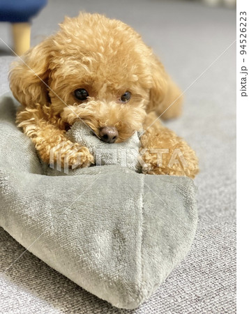 甘える犬 94526223