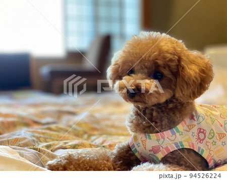 犬と泊まれる宿 犬と泊まれる宿 94526224
