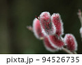 ピンクネコヤナギの花穂と雨雫 94526735