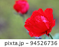 ラナンキュラス赤い花と雨雫 94526736