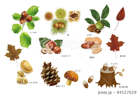 秋味・松ぼっくり・栗・落ち葉・種実類・くるみ・カシュー・ヘーゼル・マカダミア・ピーカン・ピスタチオ 秋味・松ぼっくり・栗・落ち葉・種実類・くるみ・カシュー・ヘーゼル・マカダミア・ピーカン・ピスタチオ 94527029