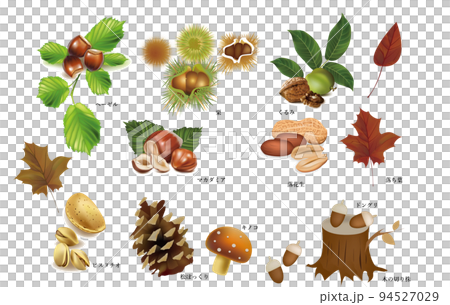 秋味・松ぼっくり・栗・落ち葉・種実類・くるみ・カシュー・ヘーゼル・マカダミア・ピーカン・ピスタチオ 秋味・松ぼっくり・栗・落ち葉・種実類・くるみ・カシュー・ヘーゼル・マカダミア・ピーカン・ピスタチオ 94527029