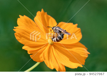 キバナコスモスの訪花昆虫 キバナコスモスの訪花昆虫 94527067