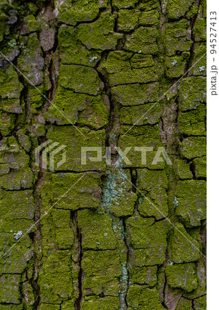The texture of tree bark covered with bright green mold The texture of tree bark covered with bright green mold 94527413