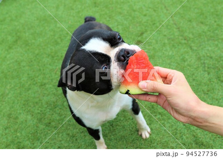ゆずの里毛呂山町のドックランで楽しく遊んで大好きなスイカを食べようとするボストンテリアの愛犬マイティ 94527736