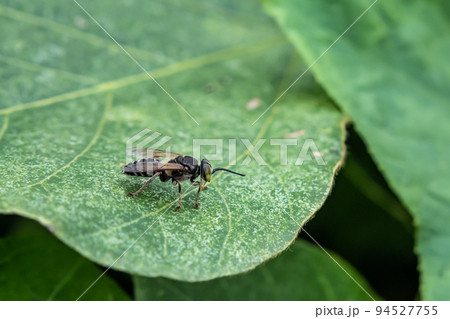 ニッポンハヤバチ 94527755