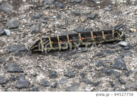 イモムシ様 イモムシの○○○は十虫十色！ 桃山鈴子2023新作展のお知らせ