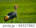 Grey Crowned Crane 94527862