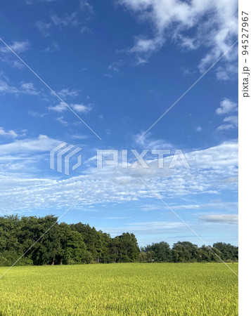 9月の稲穂と秋晴れの空 9月の稲穂と秋晴れの空 94527967