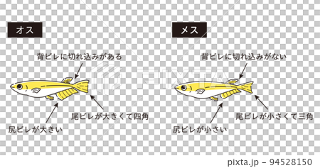 雄性和雌性鱂魚說明圖 雄性和雌性鱂魚說明圖 94528150