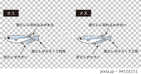 雄性和雌性鱂魚說明圖 雄性和雌性鱂魚說明圖 94528151