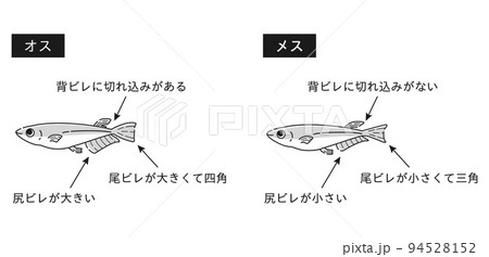 オスとメスのメダカ　解説イラスト（白黒） 94528152