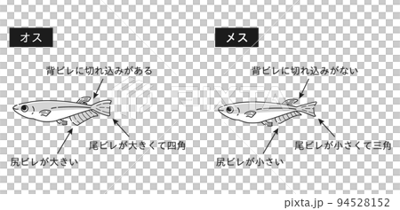 オスとメスのメダカ　解説イラスト（白黒） 94528152