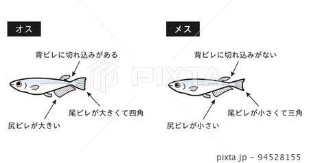 オスとメスのメダカ　解説イラスト 94528155
