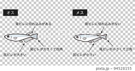 雄性和雌性鱂魚說明圖 雄性和雌性鱂魚說明圖 94528155