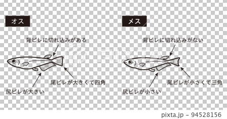 男女青鱂說明圖(黑白線描) 男女青鱂說明圖(黑白線描) 94528156
