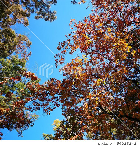 公園 初秋 公園 初秋 94528242