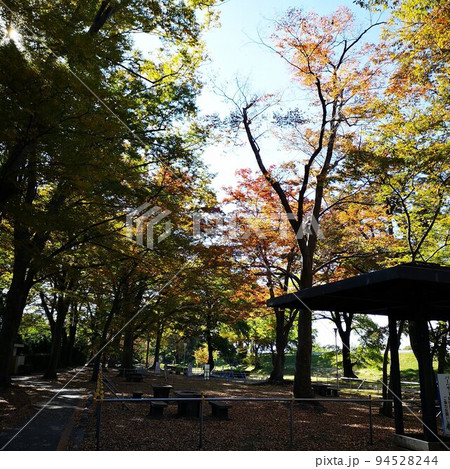 公園 初秋 公園 初秋 94528244