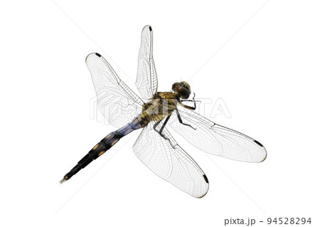 【トンボ】 (深度合成) 94528294