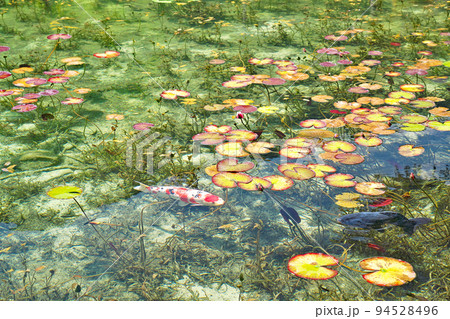 【名もなき池 (モネの池)】 岐阜県関市板取 【名もなき池 (モネの池)】 岐阜県関市板取 94528496