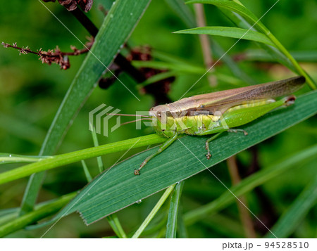 バッタ科ハネナガイナゴ バッタ科ハネナガイナゴ 94528510