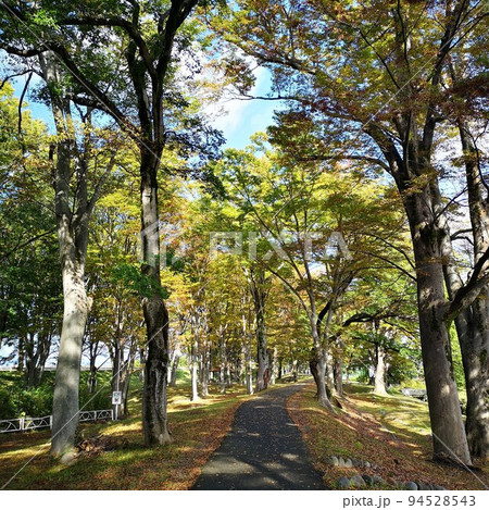 公園 初秋 公園 初秋 94528543
