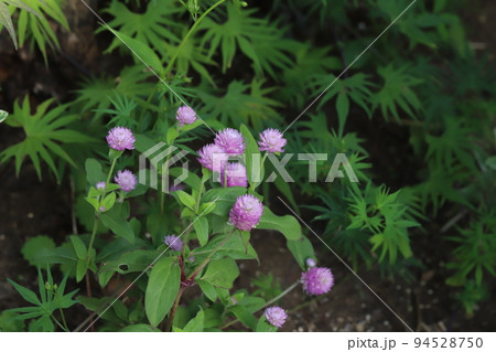 日本の秋の公園に咲くピンク色のセンニチコウの花 94528750