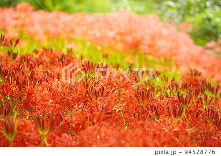 ヒガンバナ 94528776