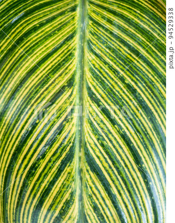 Blur focus background of the bright leaf in the botanical garden. 94529338