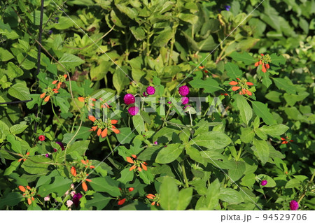 日本の秋の庭に咲くセンニチコウのピンク色の花とショウジョウソウの赤と緑の2色の葉 94529706