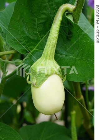 白ナス 94530103