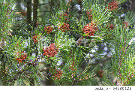 Green natural background with close-up of a blossoming pine branch in the forest on a sunny day 94530123