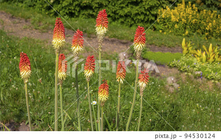 A striking bright red stump plant, the Latin name Kniphofia uvaria belongs to the lily family.  94530124
