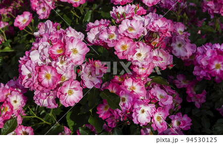 Bushes of beautiful musk-pink roses in the garden on a sunny summer day .Mozart roses 94530125