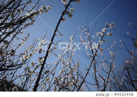 白梅の花 白梅の花 94532456