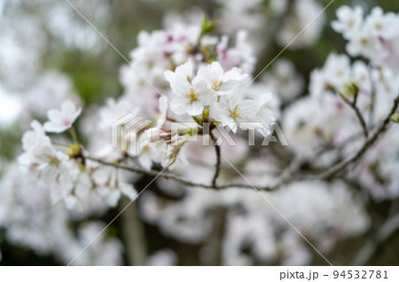 曇天のソメイヨシノ 94532781