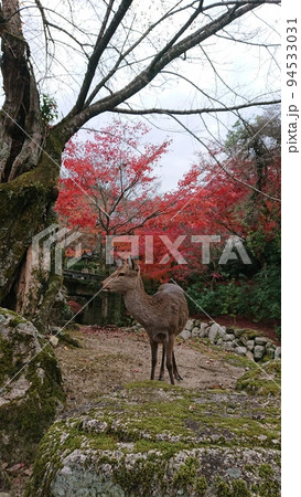 奈良の鹿と紅葉1 94533031