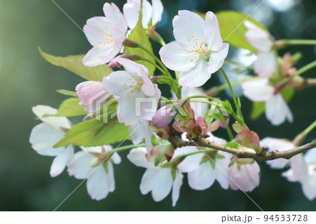 Young flowering branch of cherry or apple tree in the garden in spring. 94533728