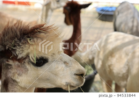 屋外 噴水 景色 94533844