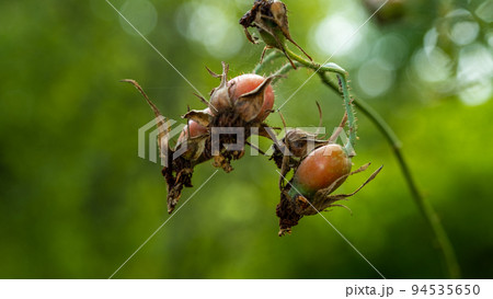 Wild rose with healthy, red fruit. Rosehip bush in nature. 94535650
