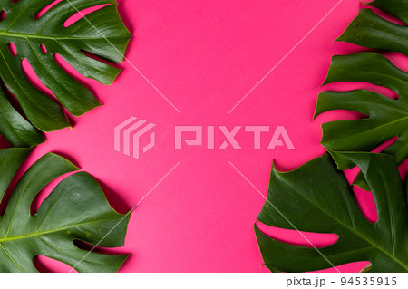 Composition of green lush leaves with copy space on pink background Composition of green lush leaves with copy space on pink background 94535915