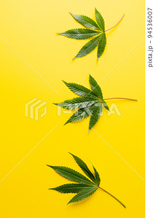 Vertical image of marihuana leaves lying on yellow background Vertical image of marihuana leaves lying on yellow background 94536007