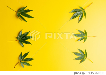 Image of marihuana leaves lying on yellow background 94536099