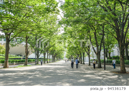 代々木公園 美しいケヤキ並木の道 東京都渋谷区 代々木公園 美しいケヤキ並木の道 東京都渋谷区 94536179