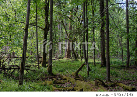 Rich deciduous forest in springtime light 94537148