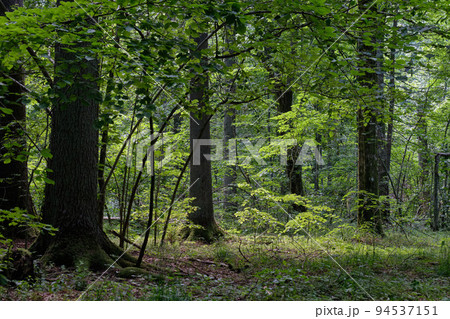 Shady deciduous tree stand with broken oak tree 94537151