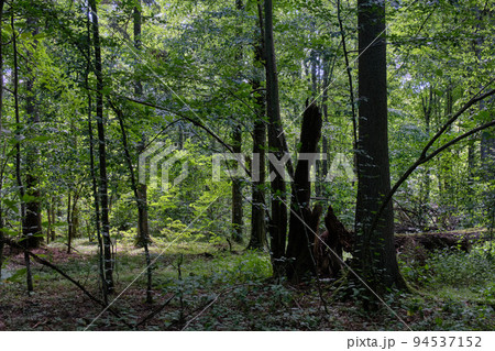 Shady deciduous tree stand with broken oak tree 94537152
