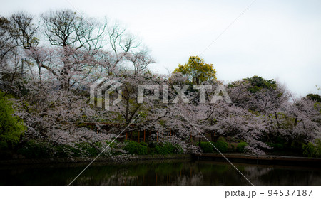 Kamakura Kamakura 94537187