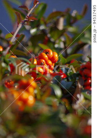 赤いピラカンサの実1 94537495